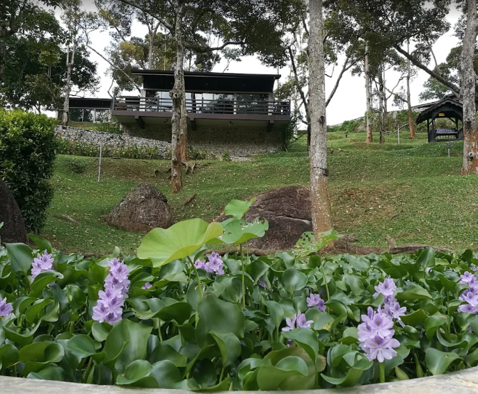 Balik Pulau Durian Farm with Resort For Sale | 7 acres | RM59.03psf