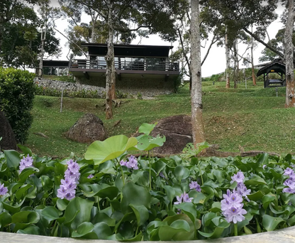 Balik Pulau Durian Farm with Resort For Sale | 7 acres | RM59.03psf