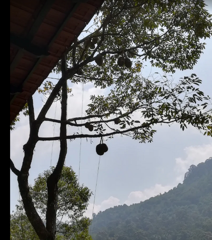 Balik Pulau Durian Farm with Resort For Sale | 7 acres | RM59.03psf