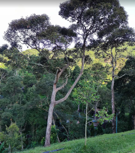 Balik Pulau Durian Farm with Resort For Sale | 7 acres | RM59.03psf