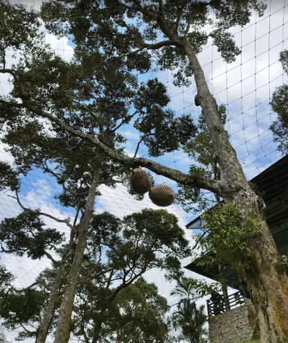 Balik Pulau Durian Farm with Resort For Sale | 7 acres | RM59.03psf