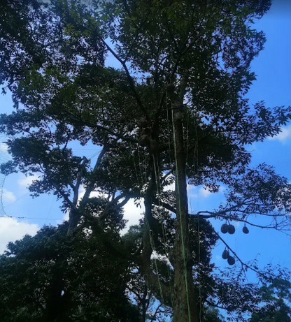 Balik Pulau Durian Farm with Resort For Sale | 7 acres | RM59.03psf