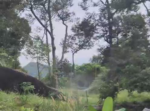 Teluk Bahang Durian Farm with Chalets For Sale