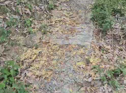 Teluk Bahang Durian Farm with Chalets For Sale