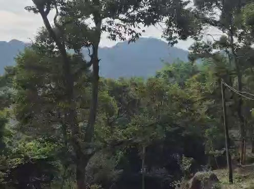 Teluk Bahang Durian Farm with Chalets For Sale