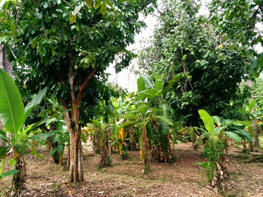 Orchard Land in Relau For Sale | 11,000sqft | RM50.45psf