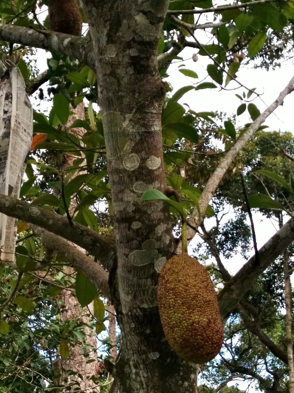 Orchard Land in Relau For Sale | 11,000sqft | RM50.45psf