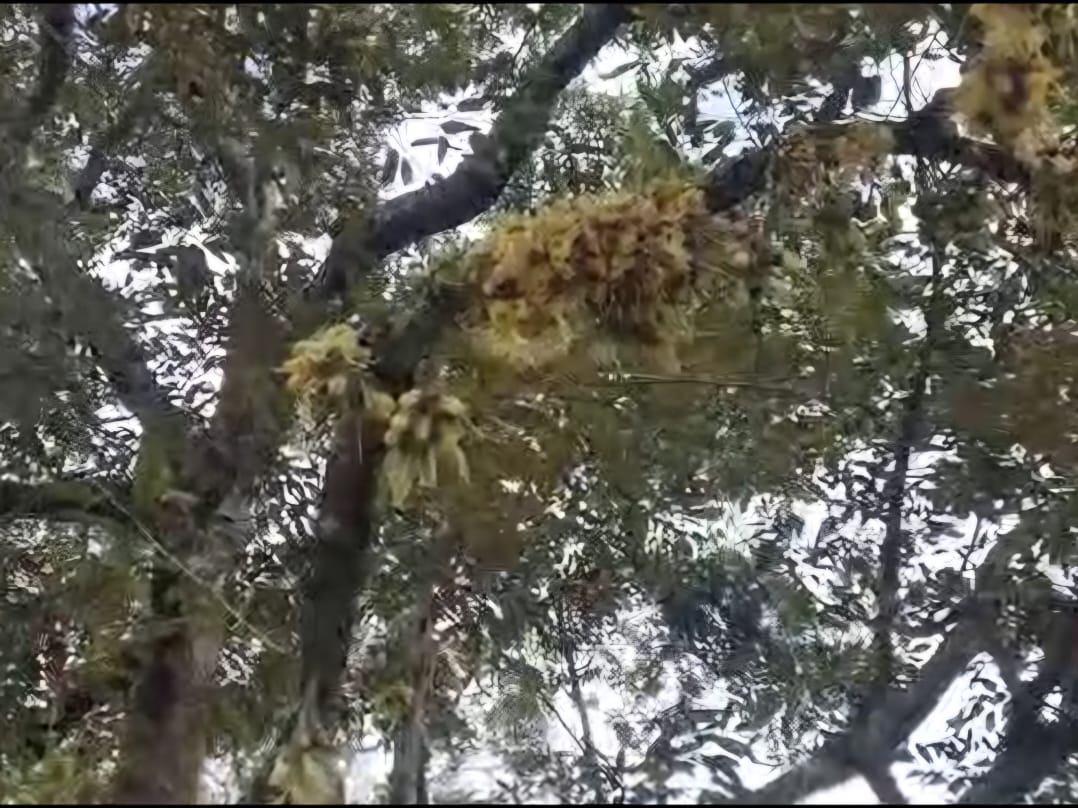 Teluk Bahang Durian Farm with Chalets For Sale