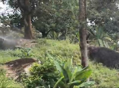 Teluk Bahang Durian Farm with Chalets For Sale