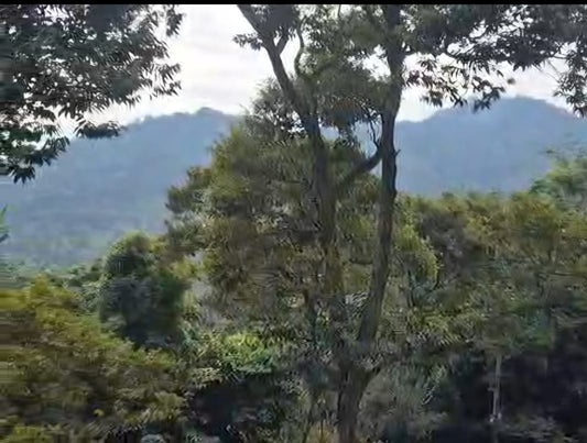 Teluk Bahang Durian Farm with Chalets For Sale